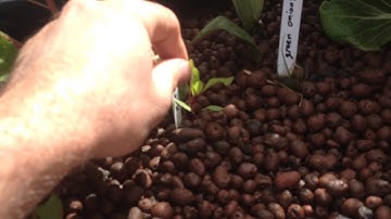 Ebb and Flow for rooted vegetables: Update 2