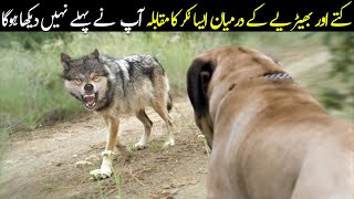 Wolf Vs Dog | Amazing Fight You Have Never Seen | Planet Earth