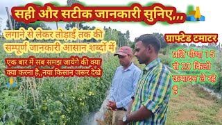 grafted tomato farming खेती करने का सबसे आसान तरीका अधिक पैदावार कैसे लें टमाटर की खेती में