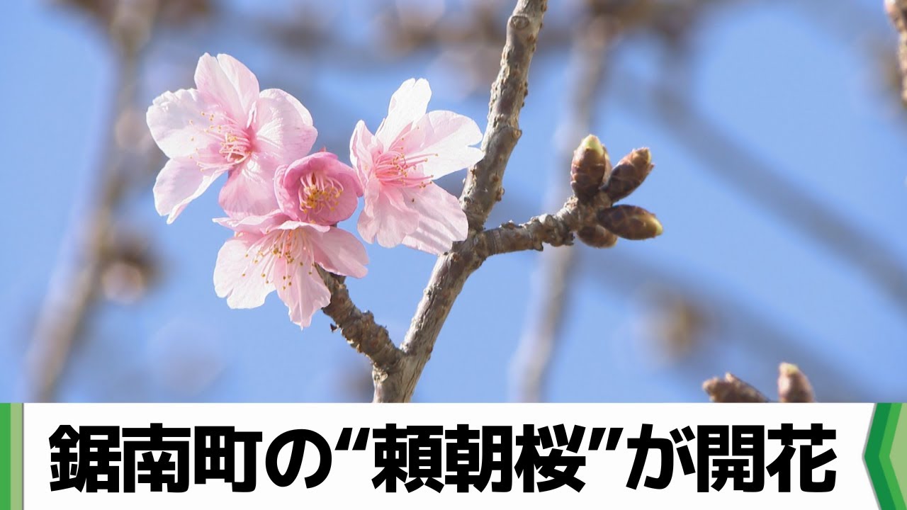 開花宣言？　４ヶ月早い？　四季咲き桜です！ 早咲きの桜が一足早い春の訪れを告げる 鋸南町の“頼朝桜”が開花