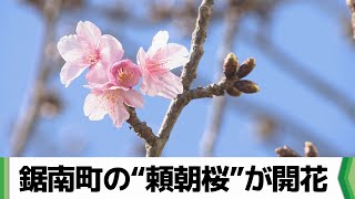 早咲きの桜が一足早い春の訪れを告げる 鋸南町の“頼朝桜”が開花