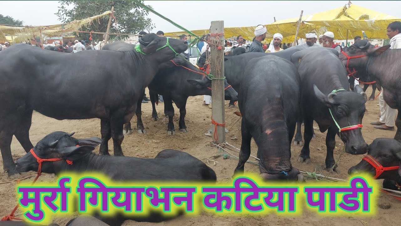 Madhiyai Pashu Mandi | Sardhana Peth | Meerut Mandi | Murra Katiya | Paddi | Sale Murrah Heifer |Cal