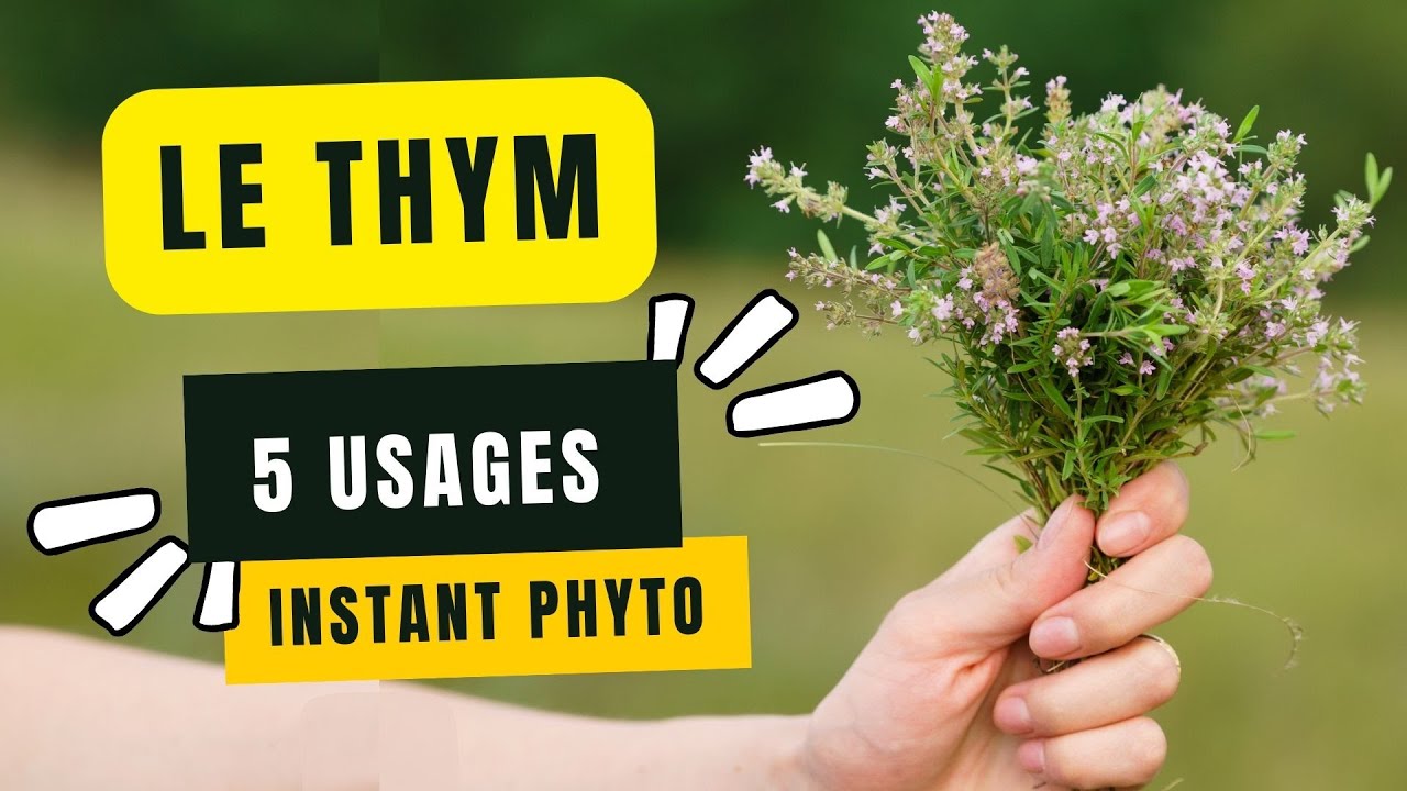 Les vertus purificatrices du thym