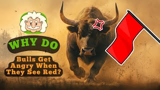 Do Bulls Actually Get Angry When They See the Color Red?