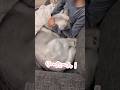 甘えん坊だとバレたくないシベリアンハスキー#シベリアンハスキー #ハスキー #ハスキー犬