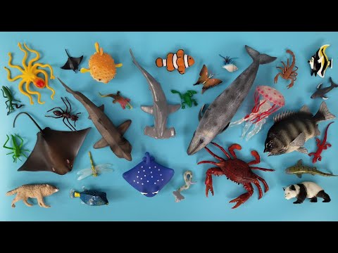 Video: Makhluk laut yang tidak biasa - hiu martil