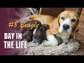 Смешные щенки Бигля #8 | Funny Beagle Puppies. First steps