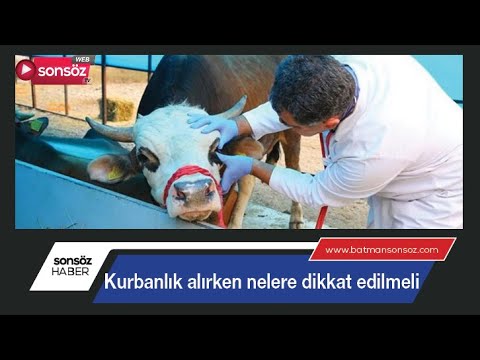 Kurbanlık alırken nelere dikkat edilmeli