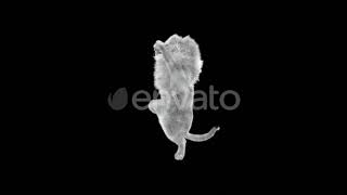 White Lion Dancing 4K | Motion Graphics - Envato elements