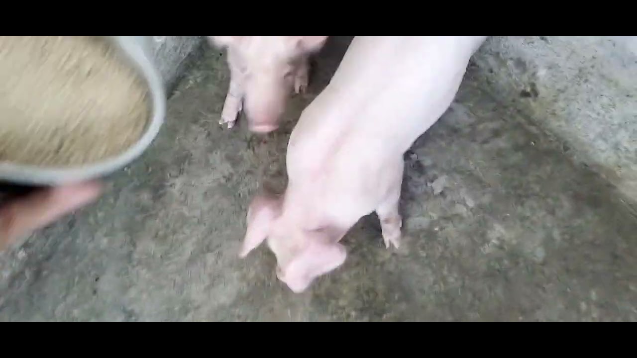 LINIS TAYO NG ATING MGA ALAGANG BABOY🐖 