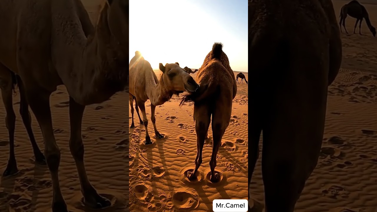 Camel mating and breeding scene 23