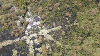 Wetlands: Carbon sinks in peril • FRANCE 24 English
