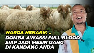 Harga Domba Awassi Full Blood di Rich Farm Gresik | @AGROTV9 