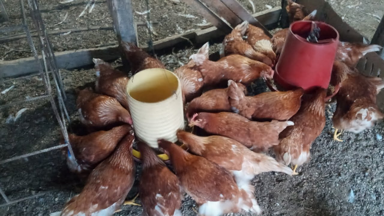 AN239-Span/AN389: Criando gallinas ponedoras en el patio