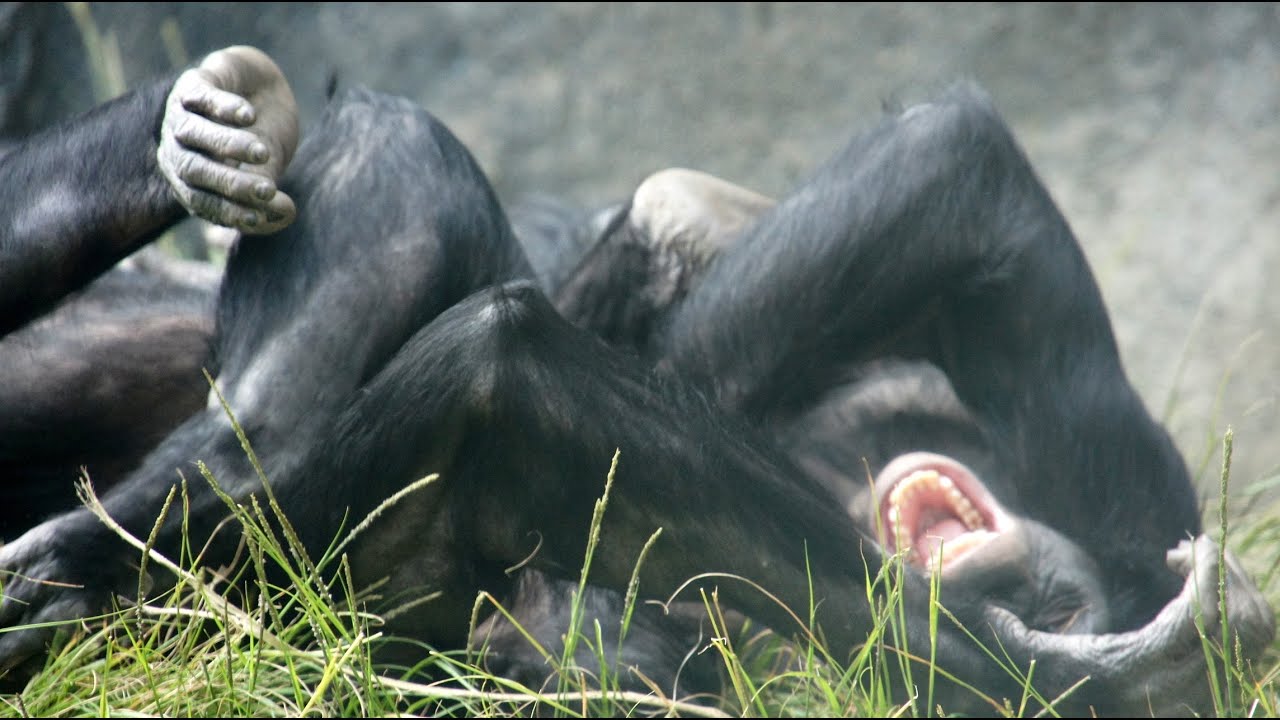 You think humans invented Judo? Think again! YouTube