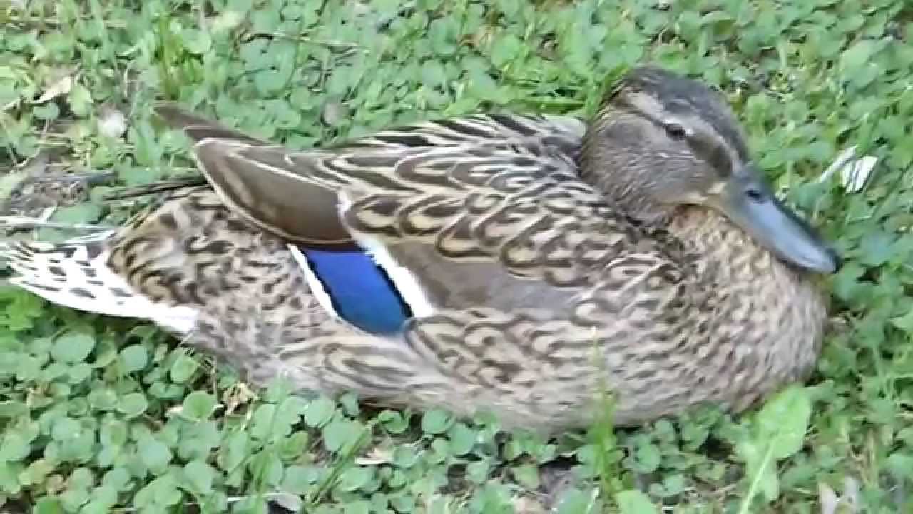 Bellissima femmina di "Germano reale" - Wonderful "Wild Duck" female