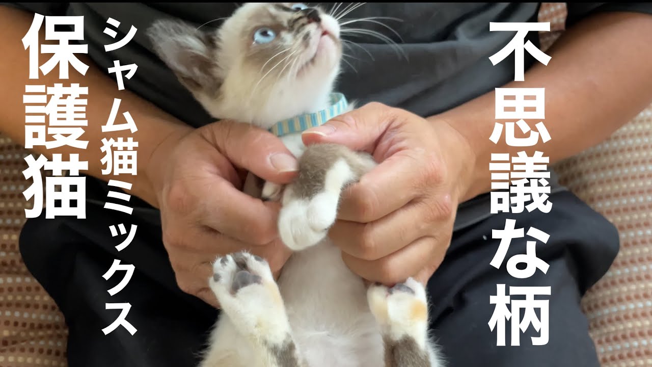 保護猫シャムミックス 不思議な柄を観察 Youtube 保護猫シャムミックス 不思議な柄を観察 Youtube