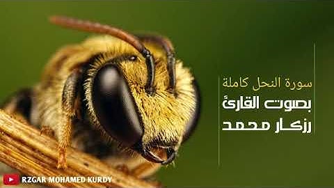 سورة-النحل-كاملة-بصوت-القارئ-رزكار-محمد-كردي