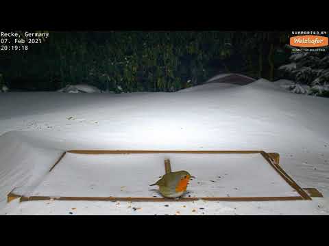 Recke Bird Feeder Snow Time-Lapse live cam preview