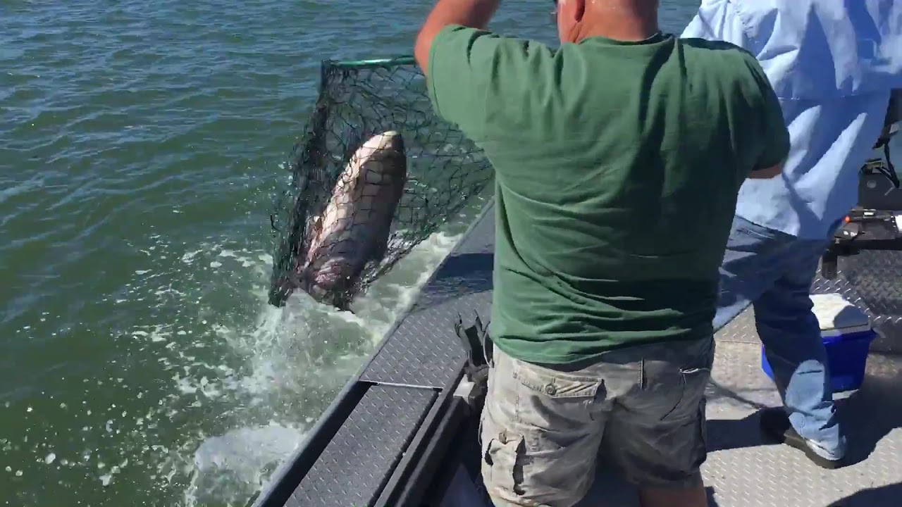 Adult SALMON on Coos Bay |  Coos River fishing