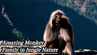 Beautiful nature and monkey | ASP PRO