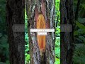 LUMAYAN #getahpinus #hutan #sadappinus