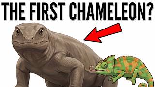 A Chameleon's Color Change Isn't for Camouflage. So What's It For | The Evolution of the Chameleon