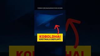Ein KOBOLDHAI wurde in der Tiefsee gefilmt?! | RasasWelt | #shorts