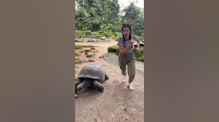 Gara di Velocità con una Tartaruga 🐢