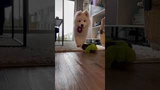 The cutest puppy video you’ll ever see #dog #shorts #puppy #samoyed