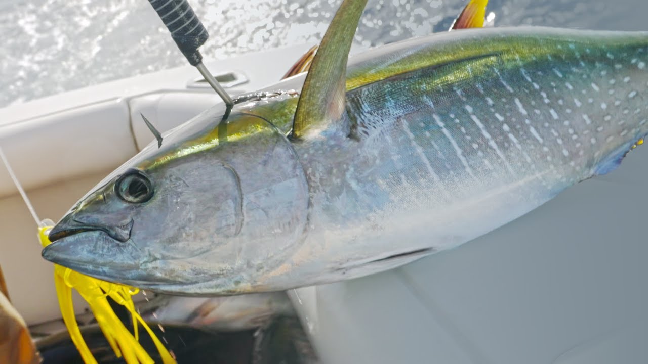 Big Game Fishing Success - Guiding Our Clients to Yellowfin Tuna with Alures on our 50ft Bertram