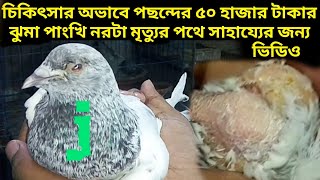 চিকিৎসার অভাবে ৫০হাজার টাকার পছন্দের ঝুমা #পাংখি মৃত্যু পথে দামি #কবুতর #কবুতরের #kobutor #kobutorer