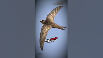 5 Fastest Dangerous Animals in the World You Won