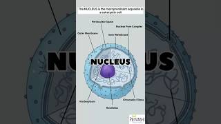 #03| The Organelle Files: Nucleus