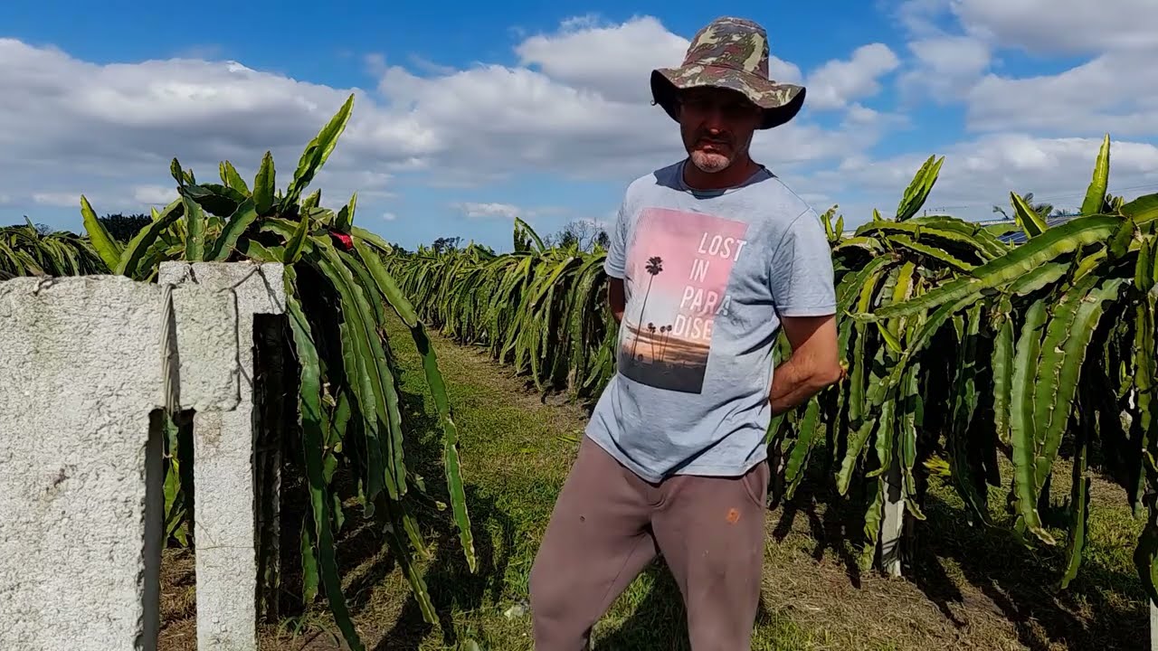 Sistema de condução em espaldeira com cabo de alumínio - Pitaya