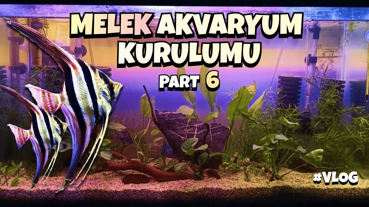 Melek Üretim Akvaryum Kurulumu | PART 6