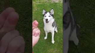 Siberian Husky Bellen auf Kommando