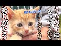我が家に来て2年!優しい子に育ってくれてありがとう【コハク8号うちの子記念日】