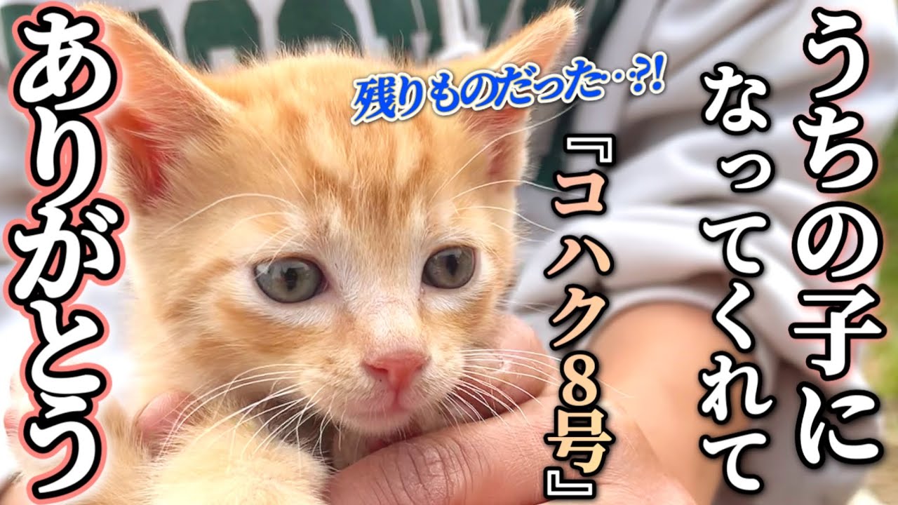 我が家に来て2年！優しい子に育ってくれてありがとう【コハク8号うちの子記念日】