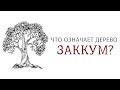 Что означает дерево Заккум?