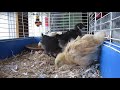 chicks scratching around