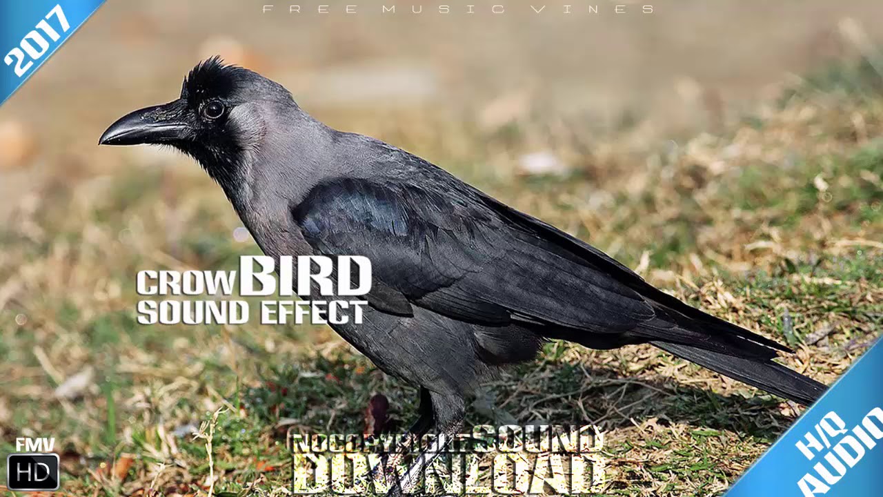 crow mating call Sound Effecr Free FMV 2017