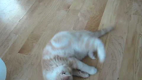 Watch the video about Exotic Shorthair Kitten "Griffey"