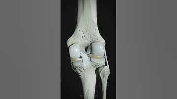 Motion of the menisci, anterior and posterior cruciate ligaments of the knee.
