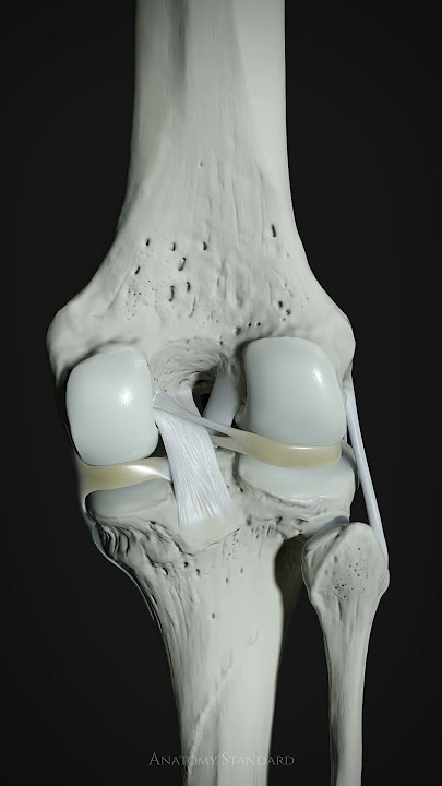 Motion of the menisci, anterior and posterior cruciate ligaments of the knee.