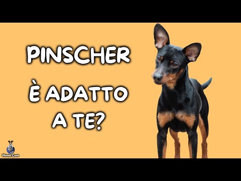 Video: I pinscher in miniatura abbaiano molto?