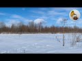 Winter nature, birdsong and wind noise for meditation and relaxation.