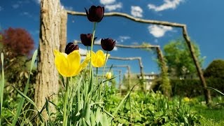 Smith College Capen Garden II - Spring 2016