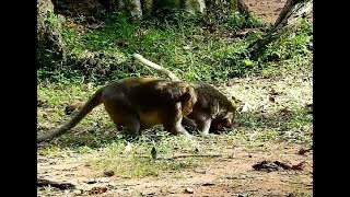 Omyd, Macus bit female monkey Merry cry very loudly, Poor female Marry got beaten
