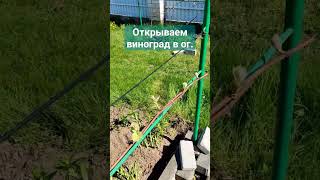 Угроза заморозков миновало ,пора открывать виноград в ОГ . #виноградлидчины